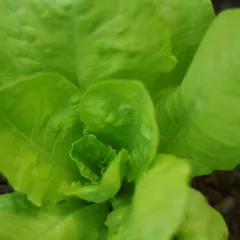 Spring Garden Salad